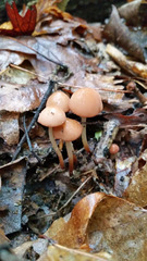 Marasmius cohaerens