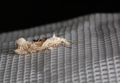 Ypsolopha asperella