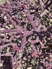 Cylindropuntia thurberi versicolor