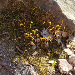 Amblystegium