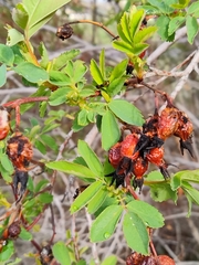 Rosa woodsii