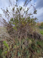 Rosa woodsii