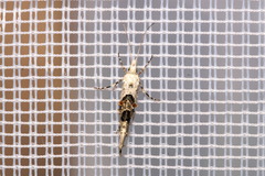 Ypsolopha asperella