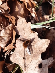 Bombylius major
