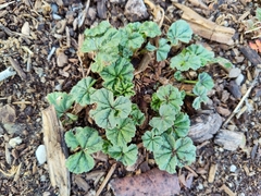 Malva neglecta