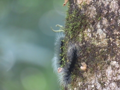 Apistosia judas