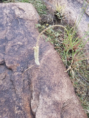 Cyphocarpa angustifolia