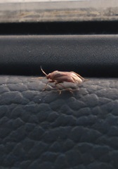 Deraeocoris lutescens