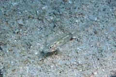 Coryphopterus venezuelae