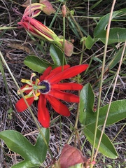 Passiflora manicata