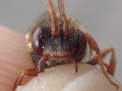 Nomada subcornuta