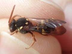 Nomada subcornuta