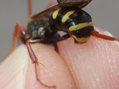 Nomada subcornuta