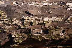 Cryptostroma