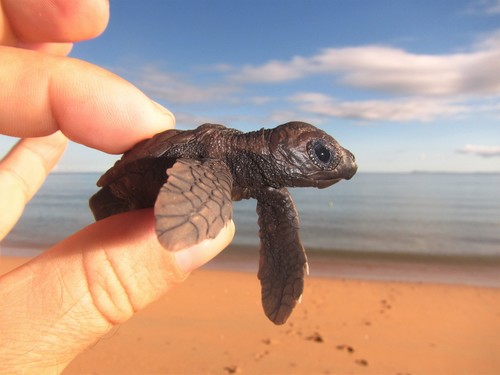 Hawksbill turtle
