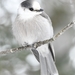 Canada Jay - Photo (c) Lucas liu, some rights reserved (CC BY-NC), uploaded by Lucas liu