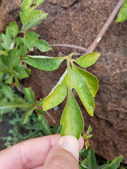 Adenia digitata