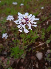 Iberis pectinata