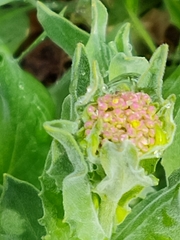 Lepidium draba