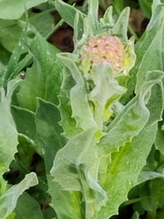 Lepidium draba