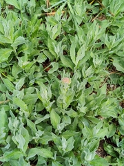 Lepidium draba