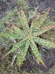 Aloe greatheadii greatheadii