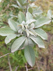 Vitex rehmannii