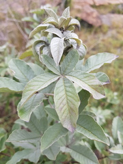 Vitex rehmannii