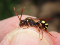 Nomada fulvicornis
