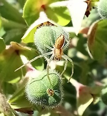 Philodromus