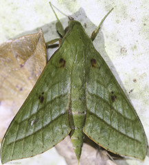 Xylophanes mirabilis