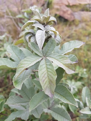 Vitex rehmannii