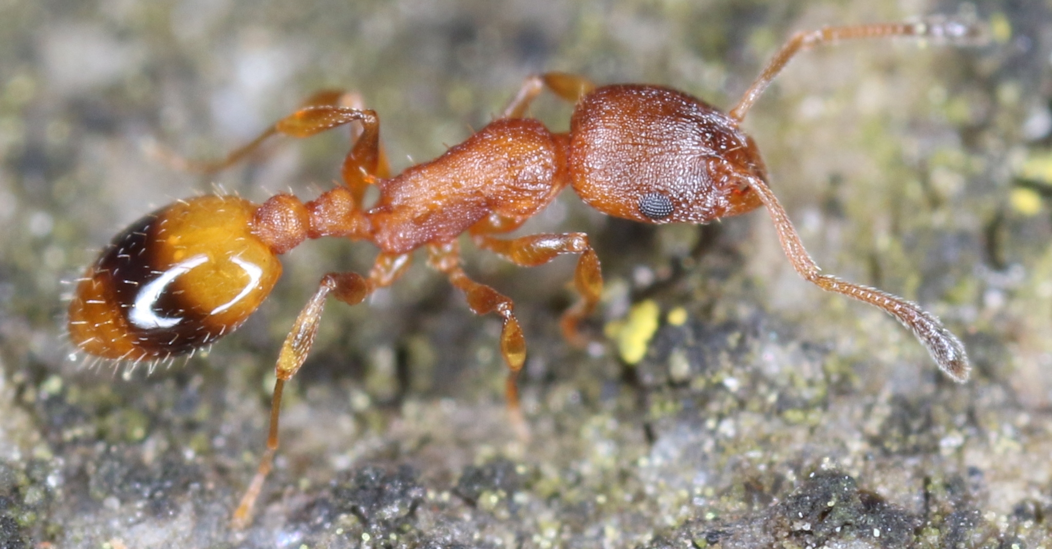 Temnothorax unifasciatus (Latreille, 1798)