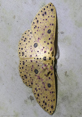 Anisodes prunelliaria