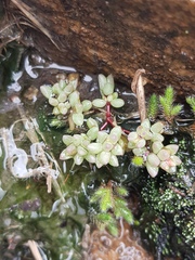 Portulaca hereroensis