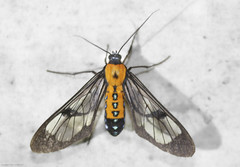 Sarosa notata
