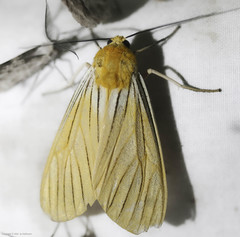 Pseudischnocampa