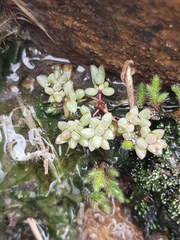 Portulaca hereroensis