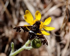 Exoprosopa dorcadion