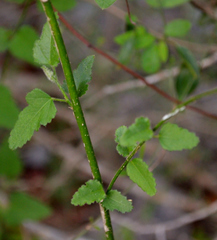 Hibiscus poeppigii