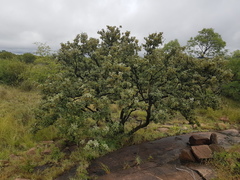 Vitex rehmannii