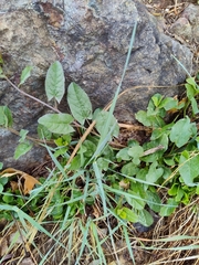 Convolvulus arvensis