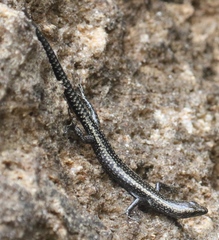 Cryptoblepharus africanus