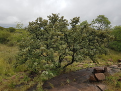 Vitex rehmannii
