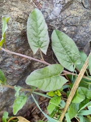 Convolvulus arvensis