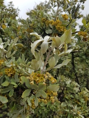 Vitex rehmannii