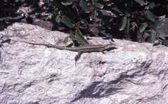 Podarcis muralis