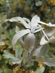 Vitex rehmannii