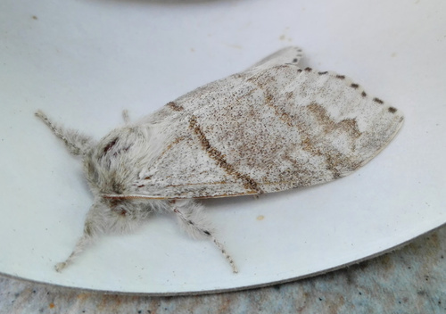 Pale Tussock Moth, photo 9 of 10