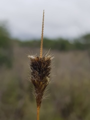 Fingerhuthia africana